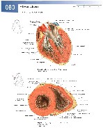 Sobotta  Atlas of Human Anatomy  Trunk, Viscera,Lower Limb Volume2 2006, page 87